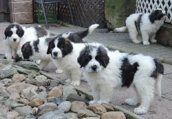 Pyrenejský mastin